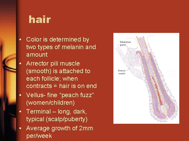 hair • Color is determined by two types of melanin and amount • Arrector