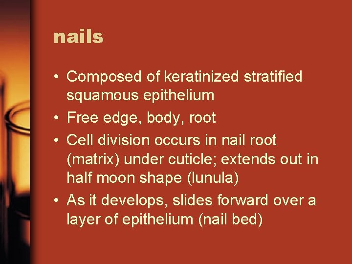 nails • Composed of keratinized stratified squamous epithelium • Free edge, body, root •