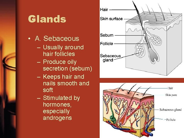 Glands • A. Sebaceous – Usually around hair follicles – Produce oily secretion (sebum)