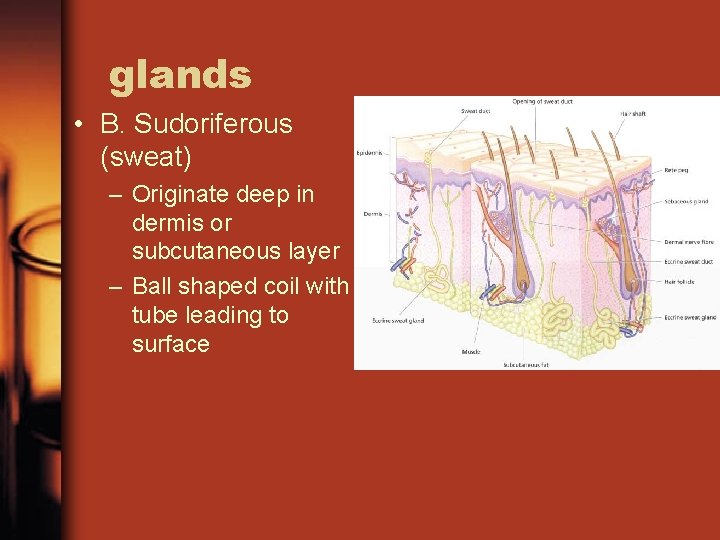 glands • B. Sudoriferous (sweat) – Originate deep in dermis or subcutaneous layer –