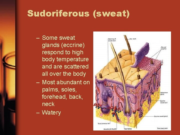 Sudoriferous (sweat) – Some sweat glands (eccrine) respond to high body temperature and are