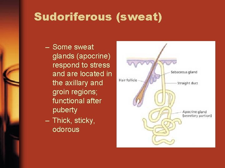 Sudoriferous (sweat) – Some sweat glands (apocrine) respond to stress and are located in