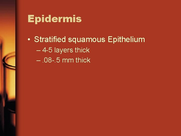 Epidermis • Stratified squamous Epithelium – 4 -5 layers thick –. 08 -. 5