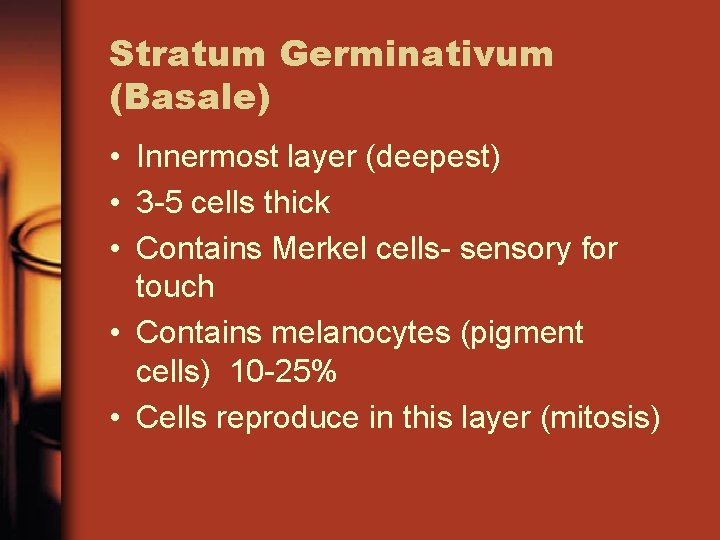 Stratum Germinativum (Basale) • Innermost layer (deepest) • 3 -5 cells thick • Contains