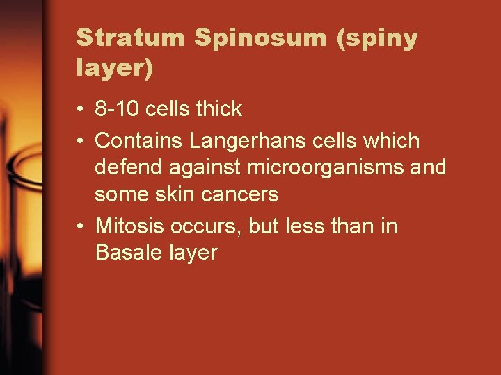 Stratum Spinosum (spiny layer) • 8 -10 cells thick • Contains Langerhans cells which