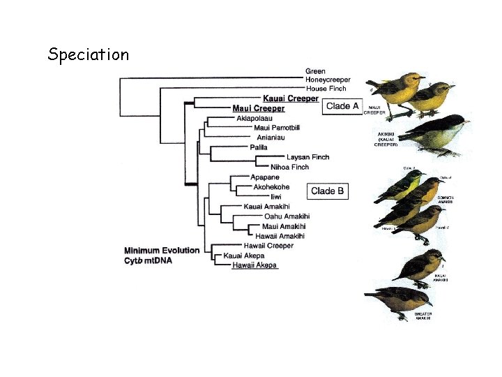 Speciation 