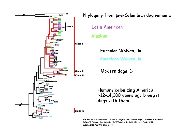 Phylogeny from pre-Columbian dog remains Latin American Alaskan Eurasian Wolves, lu American Wolves, lu