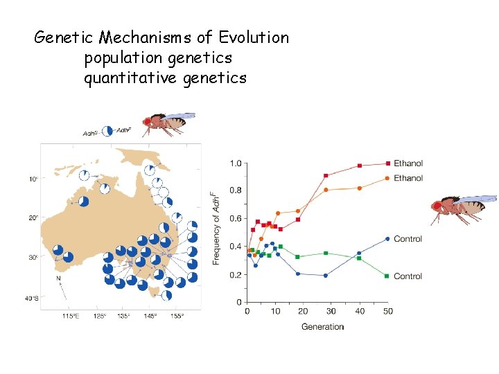 Genetic Mechanisms of Evolution population genetics quantitative genetics 