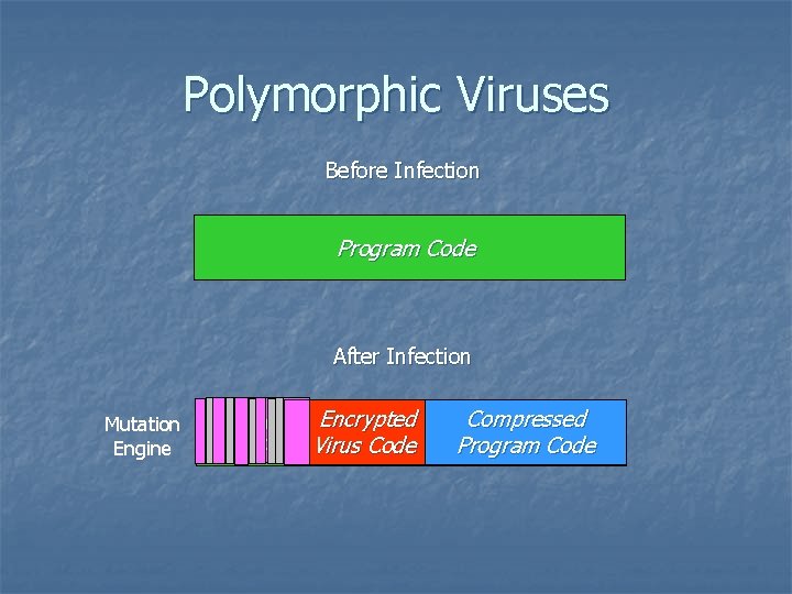 Polymorphic Viruses Before Infection Program Code After Infection Mutation Engine Crypto Encrypted Compressed Program