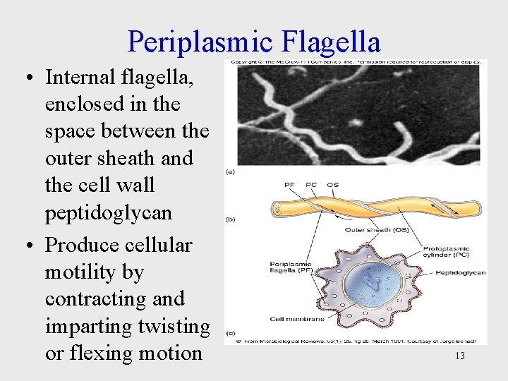 Periplasmic Flagella • Internal flagella, enclosed in the space between the outer sheath and