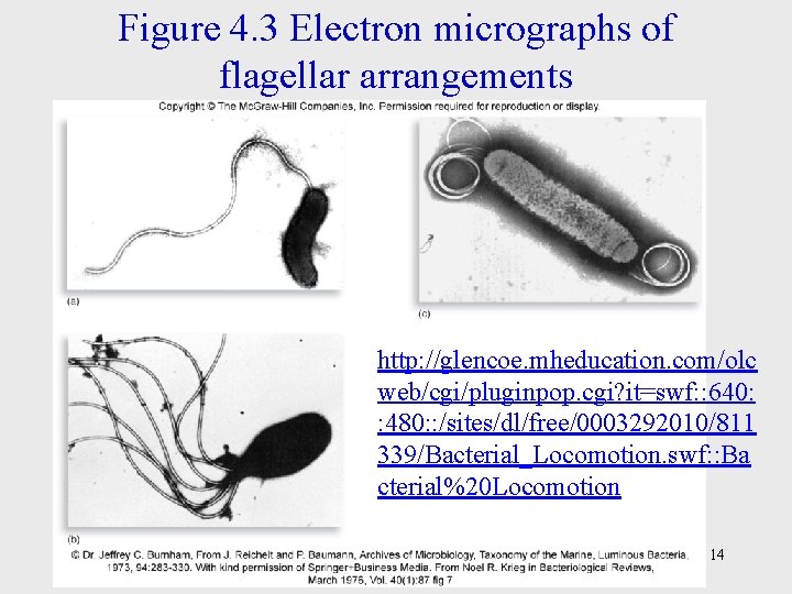 Figure 4. 3 Electron micrographs of flagellar arrangements http: //glencoe. mheducation. com/olc web/cgi/pluginpop. cgi?