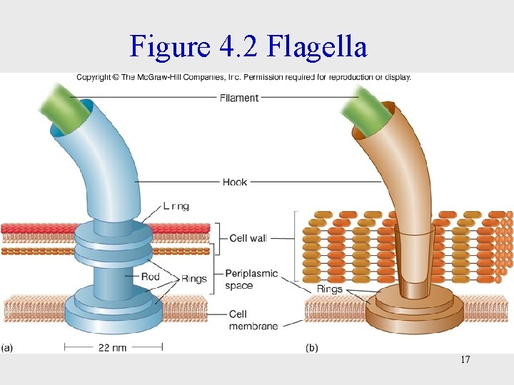 Figure 4. 2 Flagella 17 