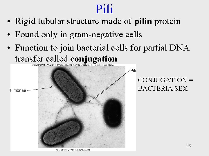 Pili • Rigid tubular structure made of pilin protein • Found only in gram-negative