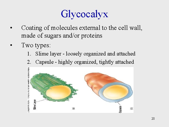 Glycocalyx • • Coating of molecules external to the cell wall, made of sugars