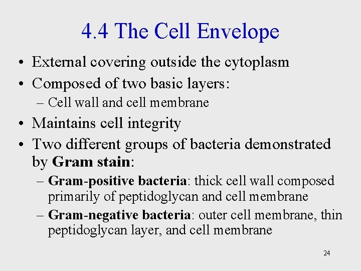 4. 4 The Cell Envelope • External covering outside the cytoplasm • Composed of