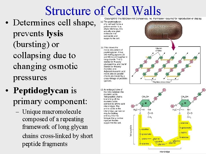 Structure of Cell Walls • Determines cell shape, prevents lysis (bursting) or collapsing due