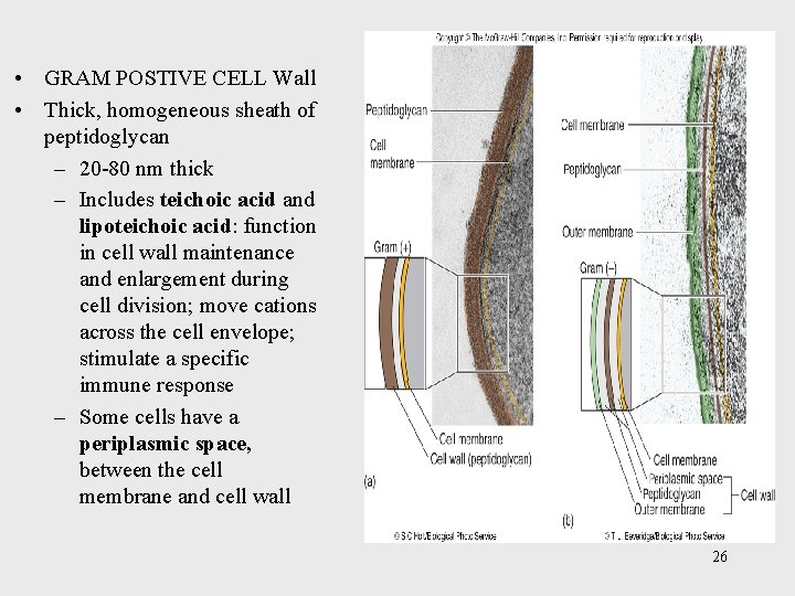  • GRAM POSTIVE CELL Wall • Thick, homogeneous sheath of peptidoglycan – 20