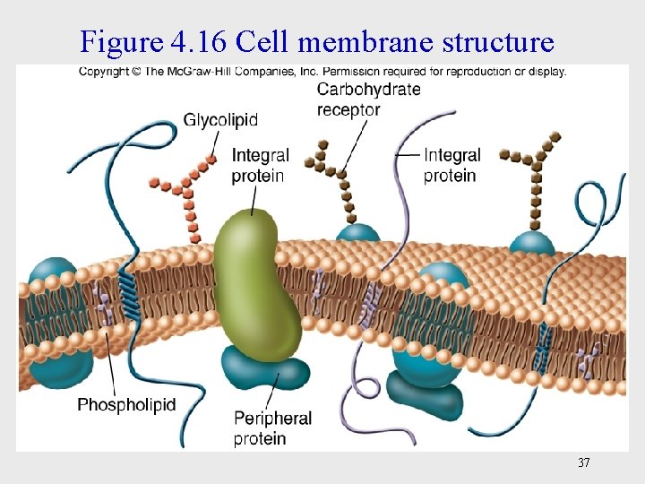 Figure 4. 16 Cell membrane structure 37 