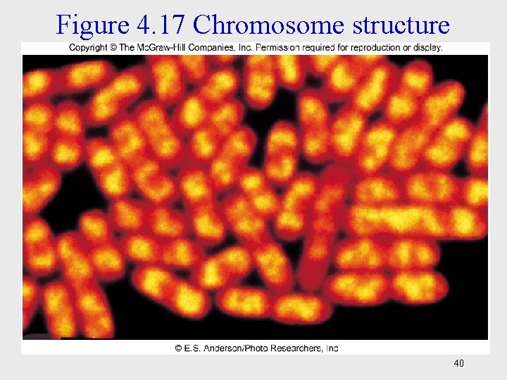 Figure 4. 17 Chromosome structure 40 