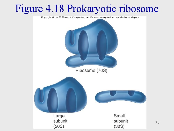 Figure 4. 18 Prokaryotic ribosome 43 