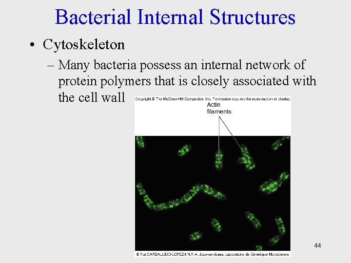 Bacterial Internal Structures • Cytoskeleton – Many bacteria possess an internal network of protein