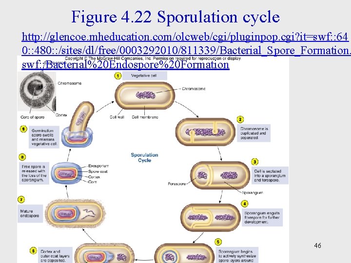 Figure 4. 22 Sporulation cycle http: //glencoe. mheducation. com/olcweb/cgi/pluginpop. cgi? it=swf: : 64 0: