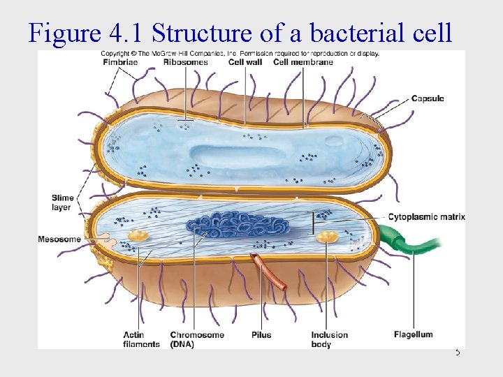 Figure 4. 1 Structure of a bacterial cell 5 