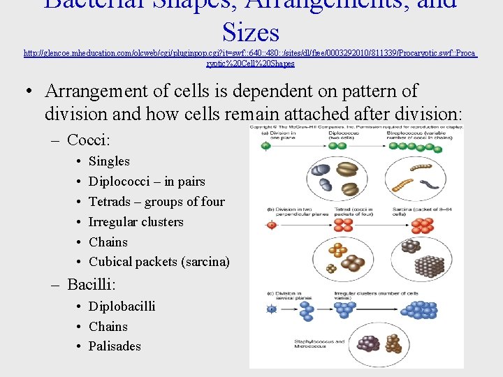 Bacterial Shapes, Arrangements, and Sizes http: //glencoe. mheducation. com/olcweb/cgi/pluginpop. cgi? it=swf: : 640: :