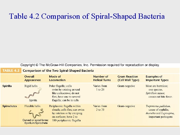 Table 4. 2 Comparison of Spiral-Shaped Bacteria 51 