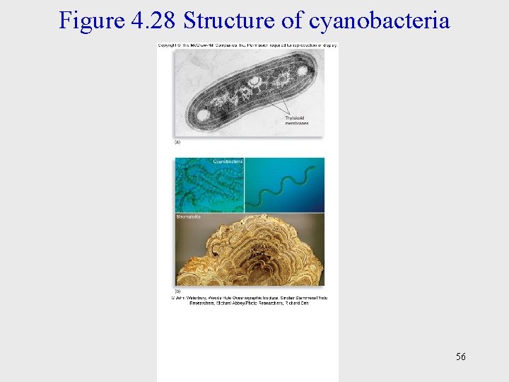 Figure 4. 28 Structure of cyanobacteria 56 