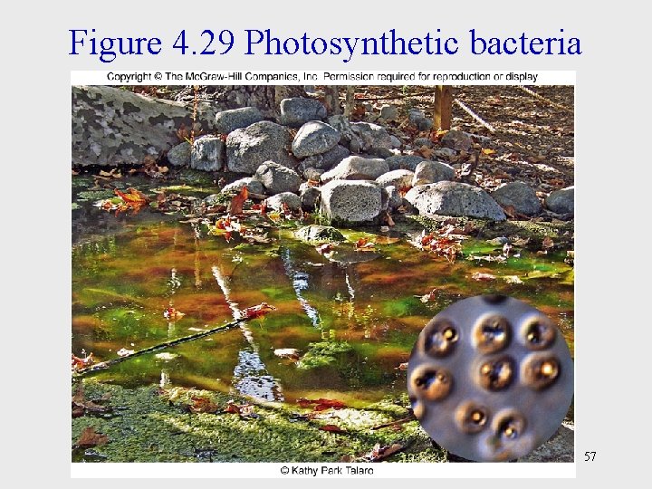 Figure 4. 29 Photosynthetic bacteria 57 