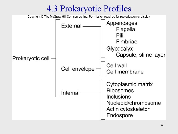 4. 3 Prokaryotic Profiles 6 