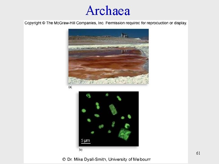 Archaea 61 