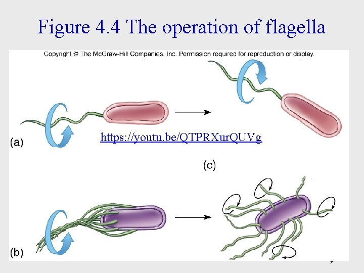 Figure 4. 4 The operation of flagella https: //youtu. be/QTPRXur. QUVg 9 