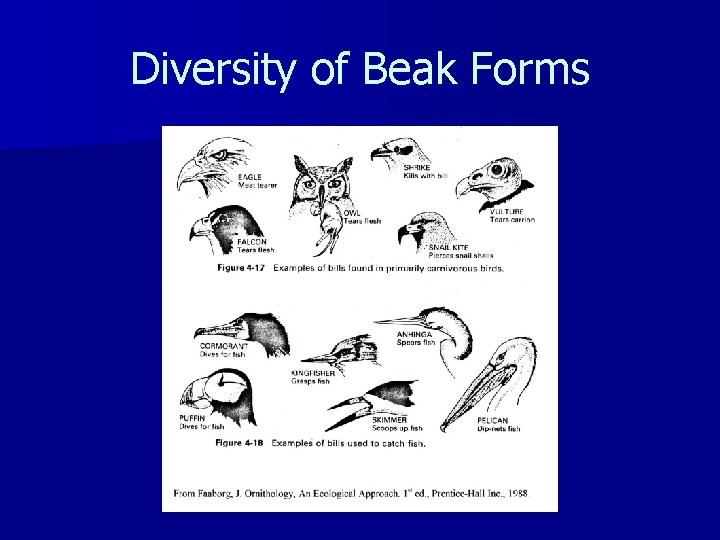 Diversity of Beak Forms 