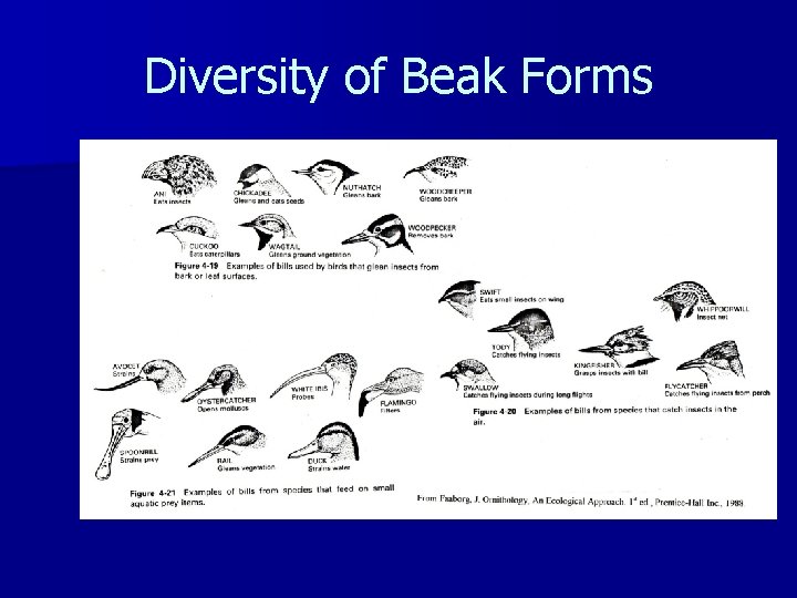 Diversity of Beak Forms 