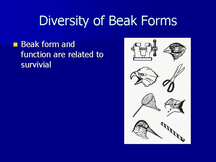 Diversity of Beak Forms n Beak form and function are related to survivial 