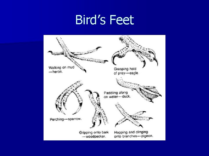 Bird’s Feet 