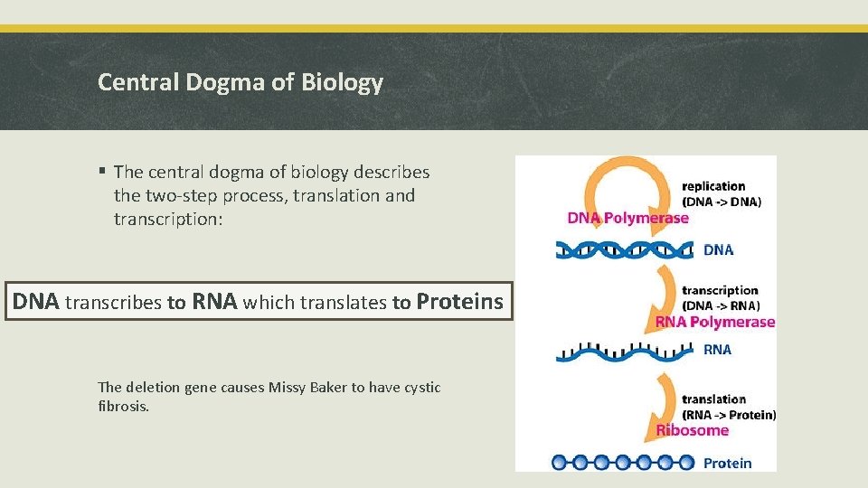 Central Dogma of Biology § The central dogma of biology describes the two-step process,