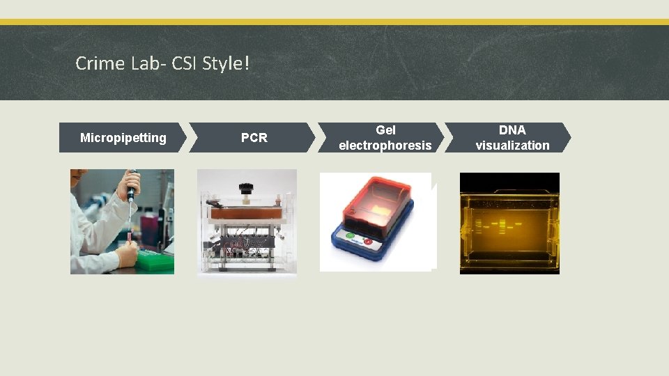 Crime Lab- CSI Style! Micropipetting PCR Gel electrophoresis DNA visualization 