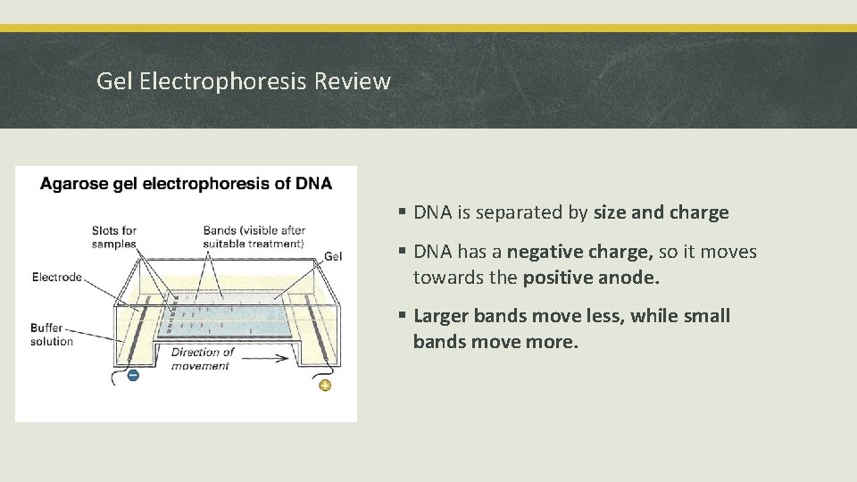 Gel Electrophoresis Review § DNA is separated by size and charge § DNA has