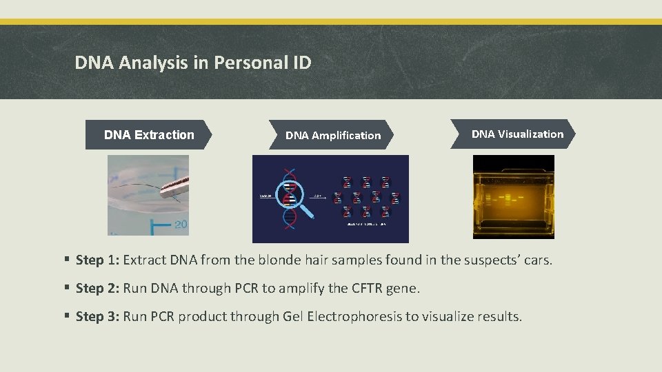 DNA Analysis in Personal ID DNA Extraction DNA Amplification DNA Visualization § Step 1: