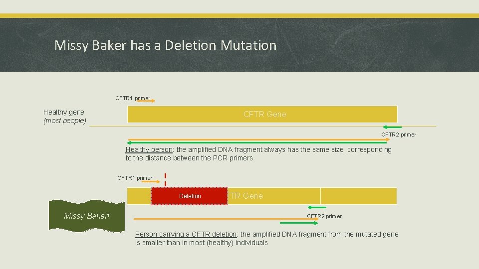 Missy Baker has a Deletion Mutation CFTR 1 primer Healthy gene (most people) CFTR