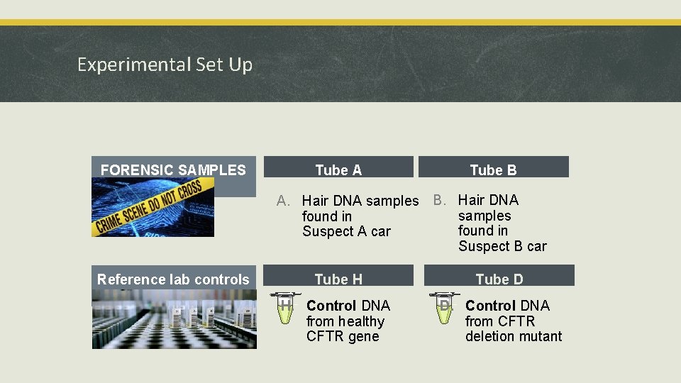 Experimental Set Up FORENSIC SAMPLES Tube A Tube B A. Hair DNA samples B.