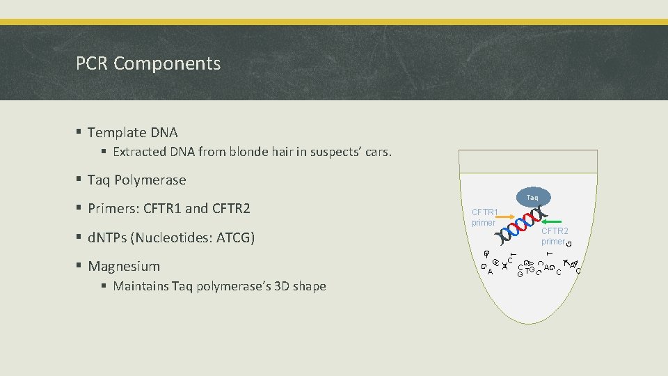 PCR Components § Template DNA § Extracted DNA from blonde hair in suspects’ cars.