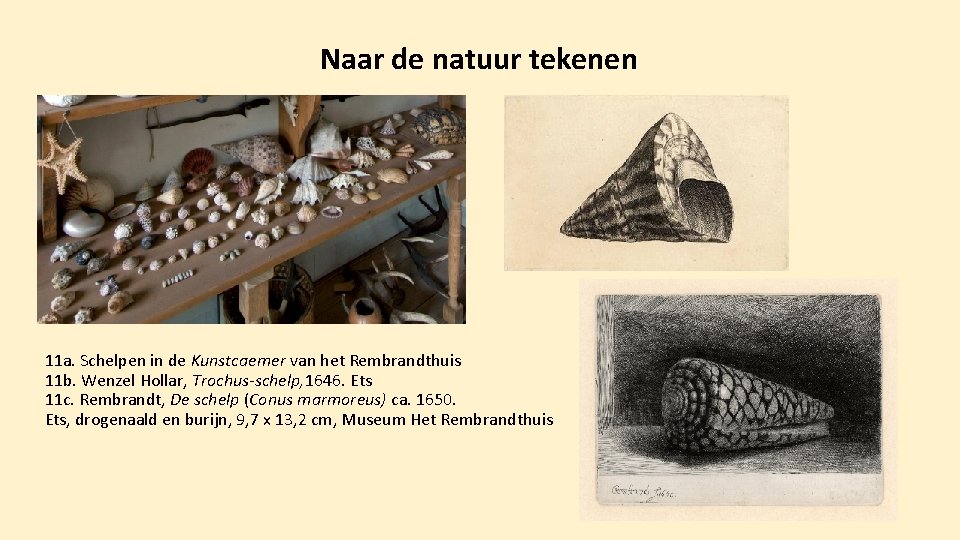 Naar de natuur tekenen 11 a. Schelpen in de Kunstcaemer van het Rembrandthuis 11