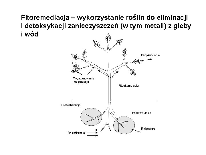 Fitoremediacja – wykorzystanie roślin do eliminacji I detoksykacji zanieczyszczeń (w tym metali) z gleby