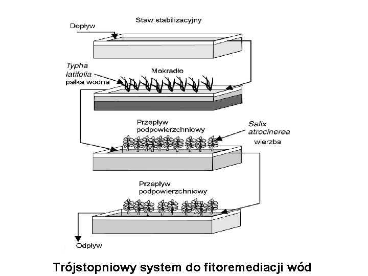 Trójstopniowy system do fitoremediacji wód 