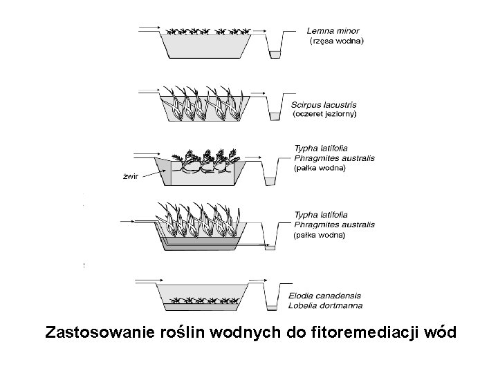 Zastosowanie roślin wodnych do fitoremediacji wód 