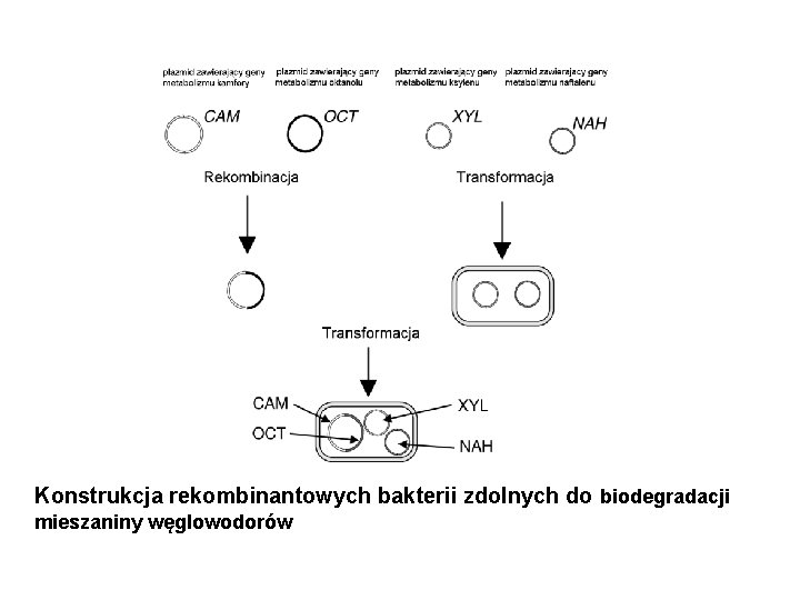 Konstrukcja rekombinantowych bakterii zdolnych do biodegradacji mieszaniny węglowodorów 